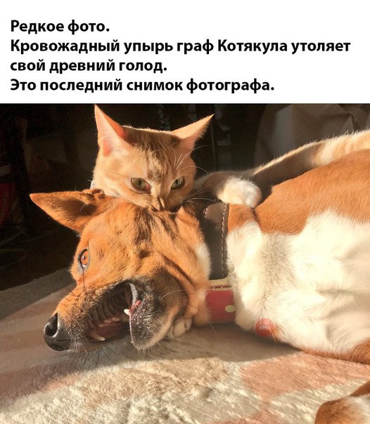Редкое фото Кровожадный упырь граф Котякупа утоляет свой древний гопод Это последний снимок фотографа
