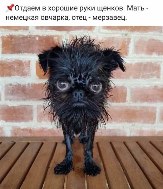 Отдаем в хорошие руки щенков Мать _ немецкая овчарка отец _ мерзавец ___ э