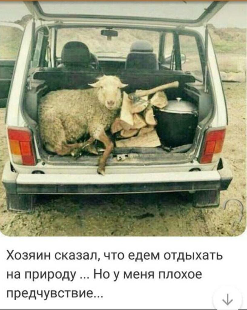 Хозяин сказалчто едем отдыхать на природу Но у меня плохое предчувствие