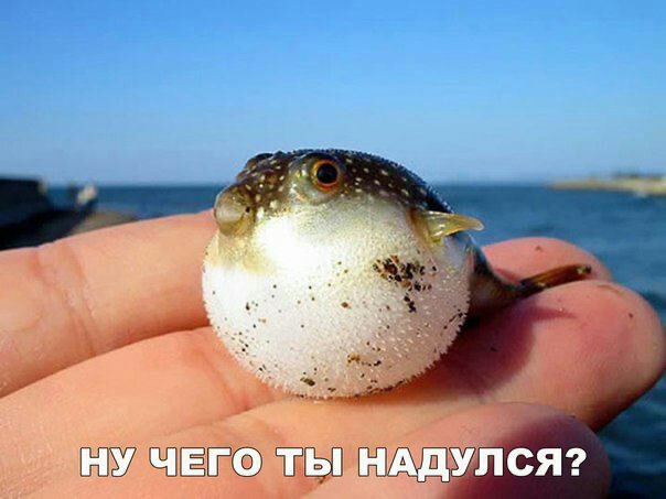 ада НАДПСЯ