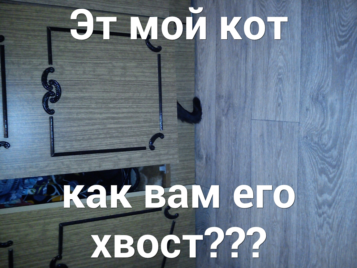 Эт мой кот как вам его хвост