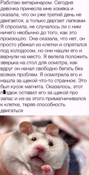 Работаю ветер гром Сегодня девочка принесла мне хомяка и сказала что он уже трегий день не двигается а только дергает папками я спросила не случалось ли с ним ничего необычно до того как это произошло Она сказала что нет он просто убежал из клетки и спрятался под холодооом но нашли его и вернули на место Я велела положить зверька на стол для осмотра как вдруг он начал свободно бегать без всяких пр
