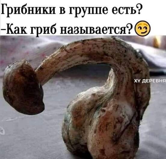 Грибники в группе есть Как гриб называется