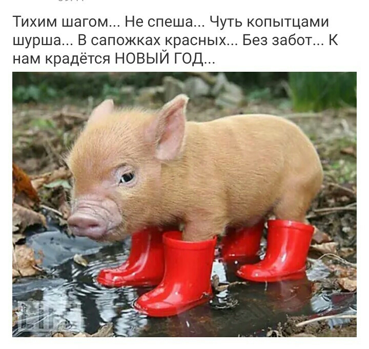 Тихим шагом Не спеша Чуть копытцами шурша В сапожкахчкрасных Без забот К нам крадётся НОВЫИ ГОД
