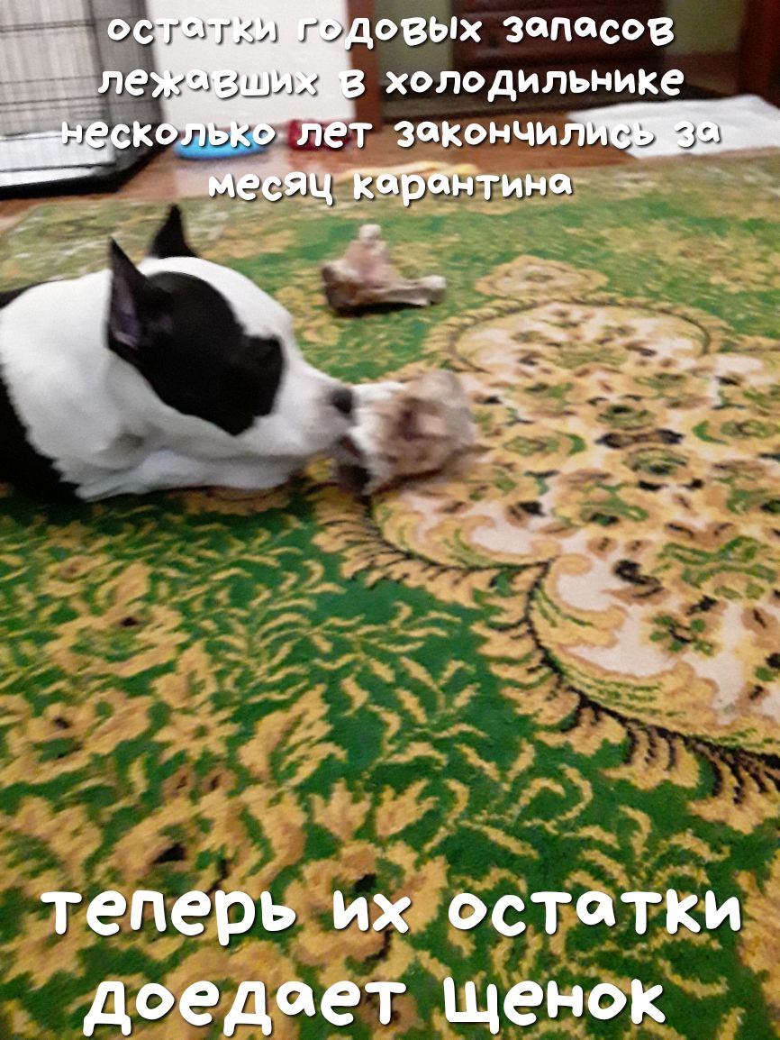 итсггхи шовых запасов теперь их остатки доедает щенок