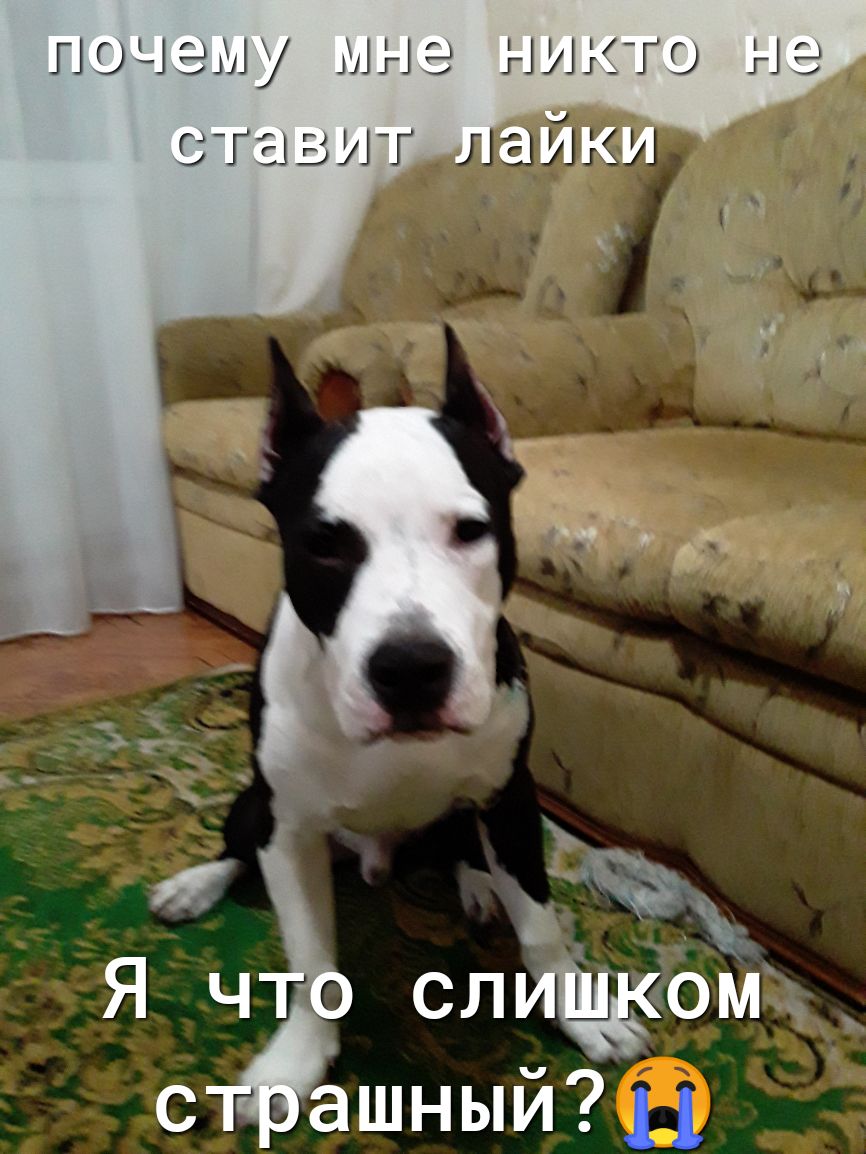 стёшный