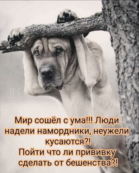 Пойти что ли привйвюу ч сделать от бешенстбат