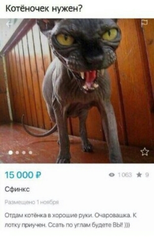 Котеночек нужен
