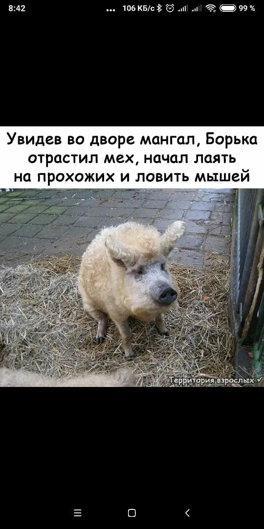 842 106 КБЕХ 437 99 Увидев во дворе мангал Борька отрастил мех начал лаять на прохожих и ловить мышей _ _ О А