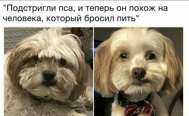 Подстригли пса и теперь он похож на человека который бросил пить
