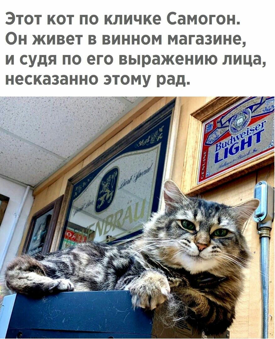 Этот кот по кличке Самогон Он живет в винном магазине и судя по его выражению лица несказанно этому рад