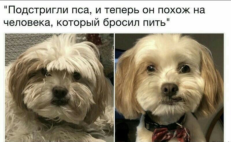 Подстригли пса и теперь он похож на человека который бросил пит