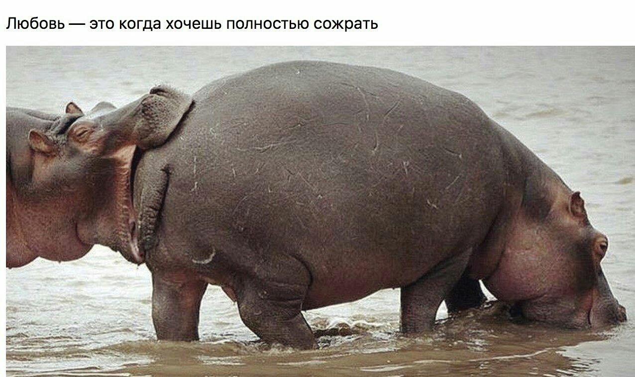 ЛЮбОВЬ ЭТО КОГДЭ ХОЧЕШЬ ПОЛНОСТЬЮ СОЖРЭТЬ