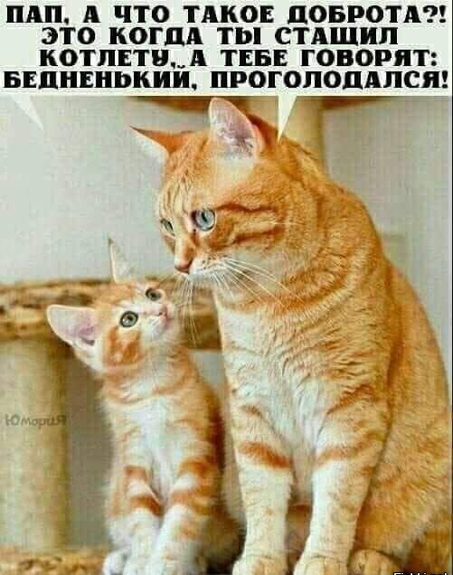 ШП ЧТО ТАКОЕ ЦОБРОТА ЭТО КОГДА ТЫ СТАЩИЛ КОТЛЕТНА ТЕБЕ ГОВОРЯТ БЕЦНЕНЪШ ПРОГОПОЦАПСЯ _