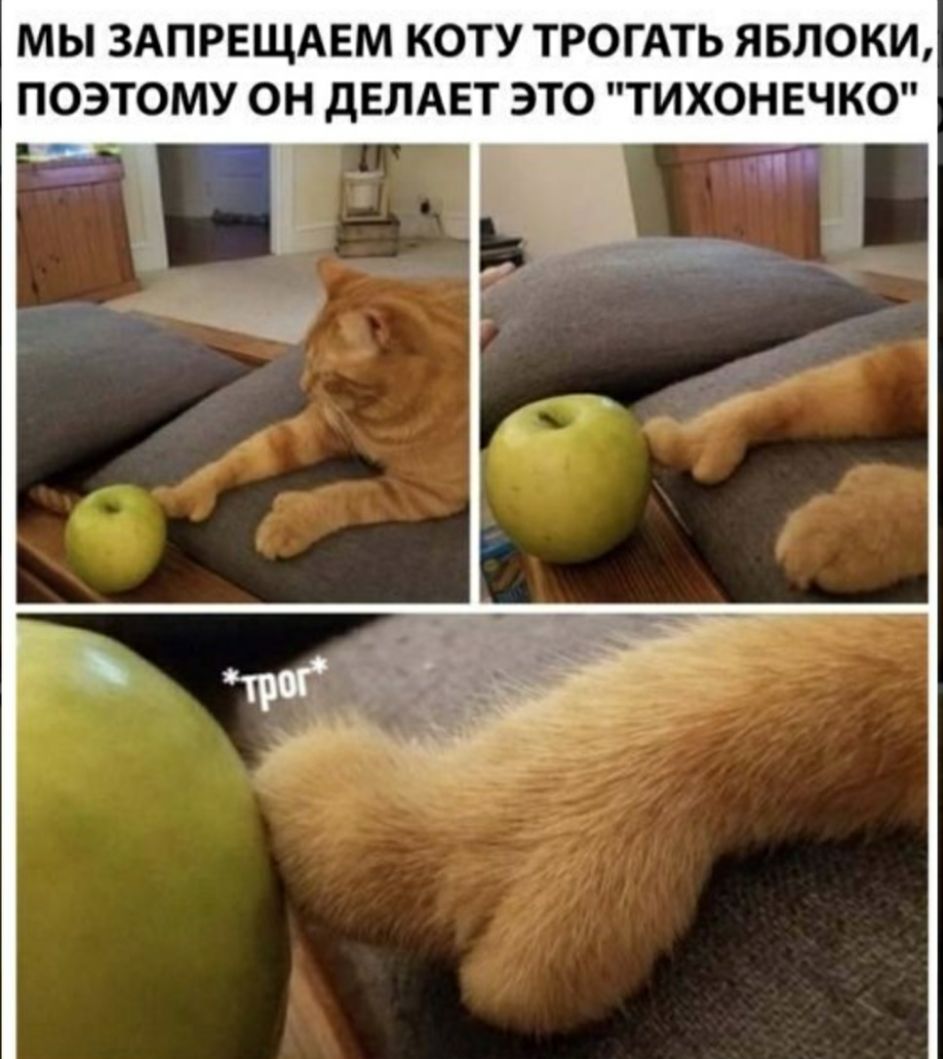 МЫ ЗАПРЕЩАЕМ КОТУ ТРОГАТЬ ЯБЛОКИ ПОЭТОМУ ОН ДЕЛАЕТ ЭТО ТИХОНЕЧКО